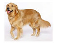 Registre des détenteurs de chiens