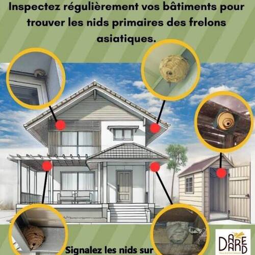 🐝🛑 CAMPAGNE FRELON ASIATIQUE ! 🛑🐝