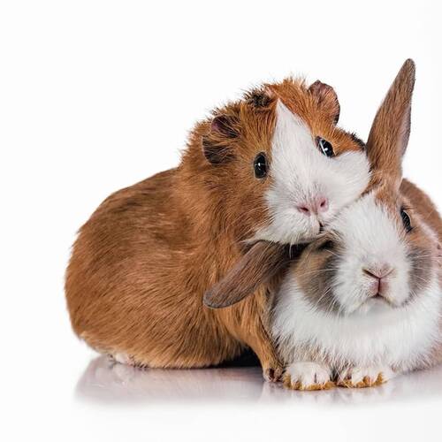 Directive du SCAV concernant l'obligation d'enregistrement des animaux