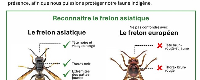 🐝🛑 CAMPAGNE FRELON ASIATIQUE ! 🛑🐝