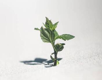 Naissance