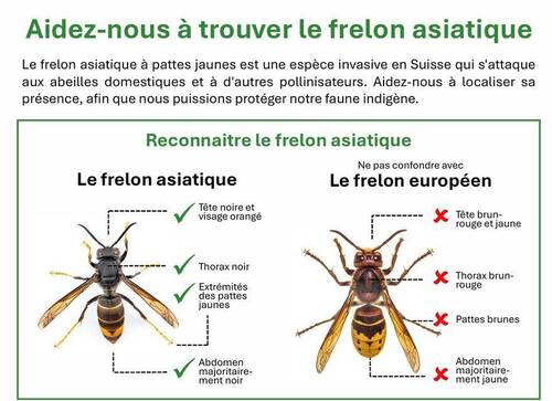 🐝🛑 CAMPAGNE FRELON ASIATIQUE ! 🛑🐝