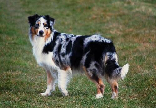 Chiens