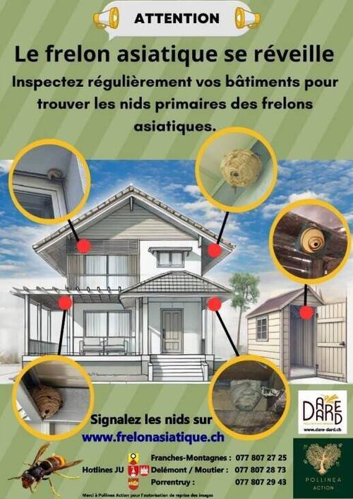 🐝🛑 CAMPAGNE FRELON ASIATIQUE ! 🛑🐝